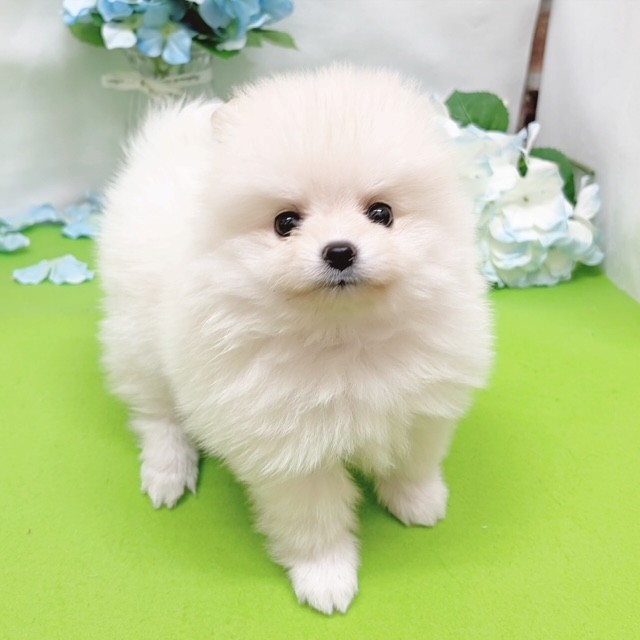 静岡県のポメラニアン (犬の家＆猫の里藤枝店/2026年4月13日生まれ/女の子/クリーム)の子犬の3枚目の画像