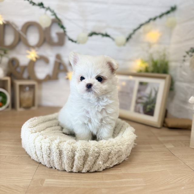 千葉県のポメマル/マルポメ(ポメラニアン×マルチーズ) (犬の家＆猫の里ワンズモール稲毛店/2026年4月9日生まれ/女の子/パーティーカラー)の子犬の3枚目の画像
