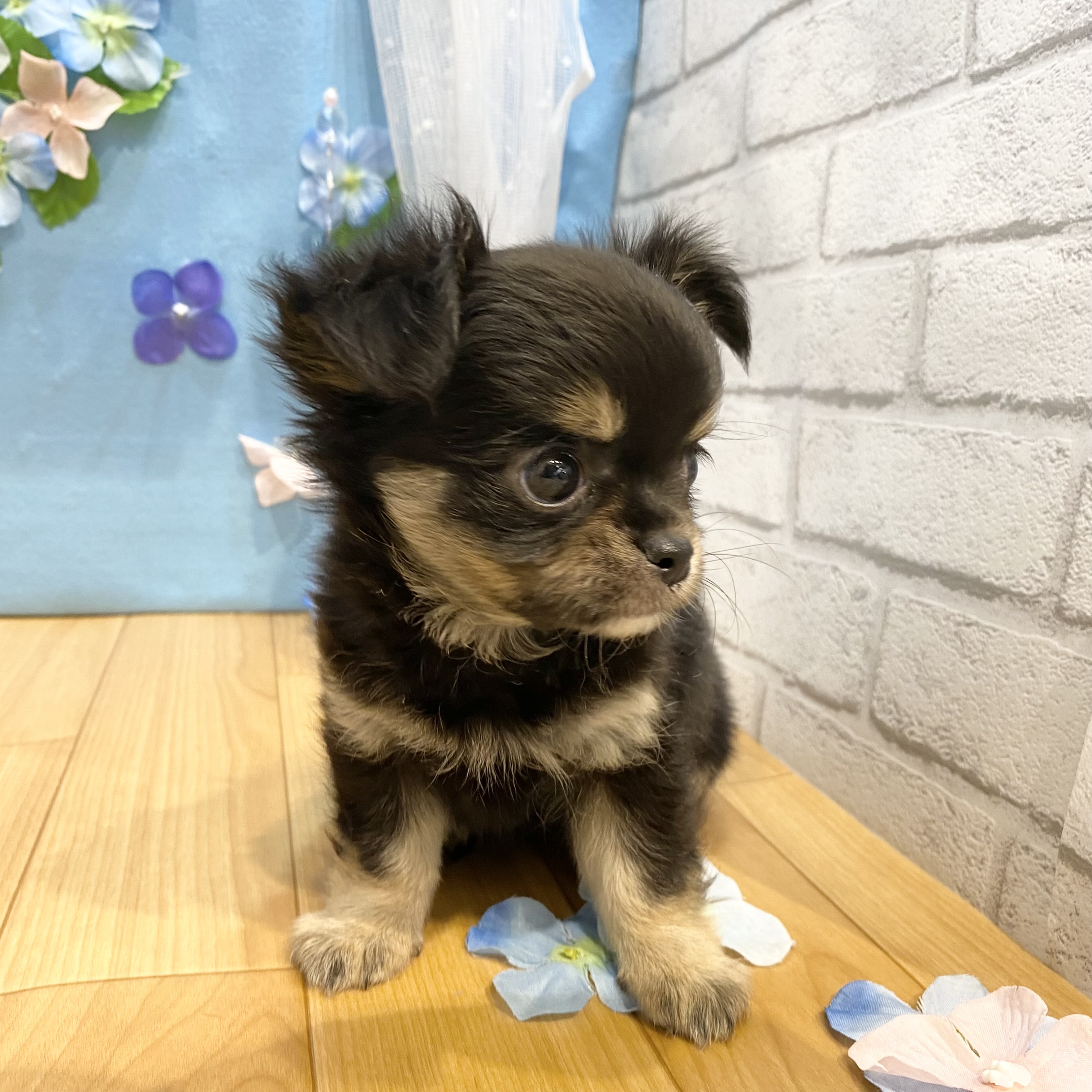 長野県のチワワ(ロング) (犬の家＆猫の里カインズ梓川店/2026年4月13日生まれ/女の子/ブラックタンホワイト)の子犬の3枚目の画像