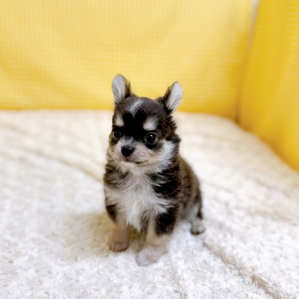 愛知県のチワワ(ロング) (犬の家＆猫の里一宮店/2026年4月13日生まれ/男の子/ブルータンホワイト)の子犬の3枚目の画像