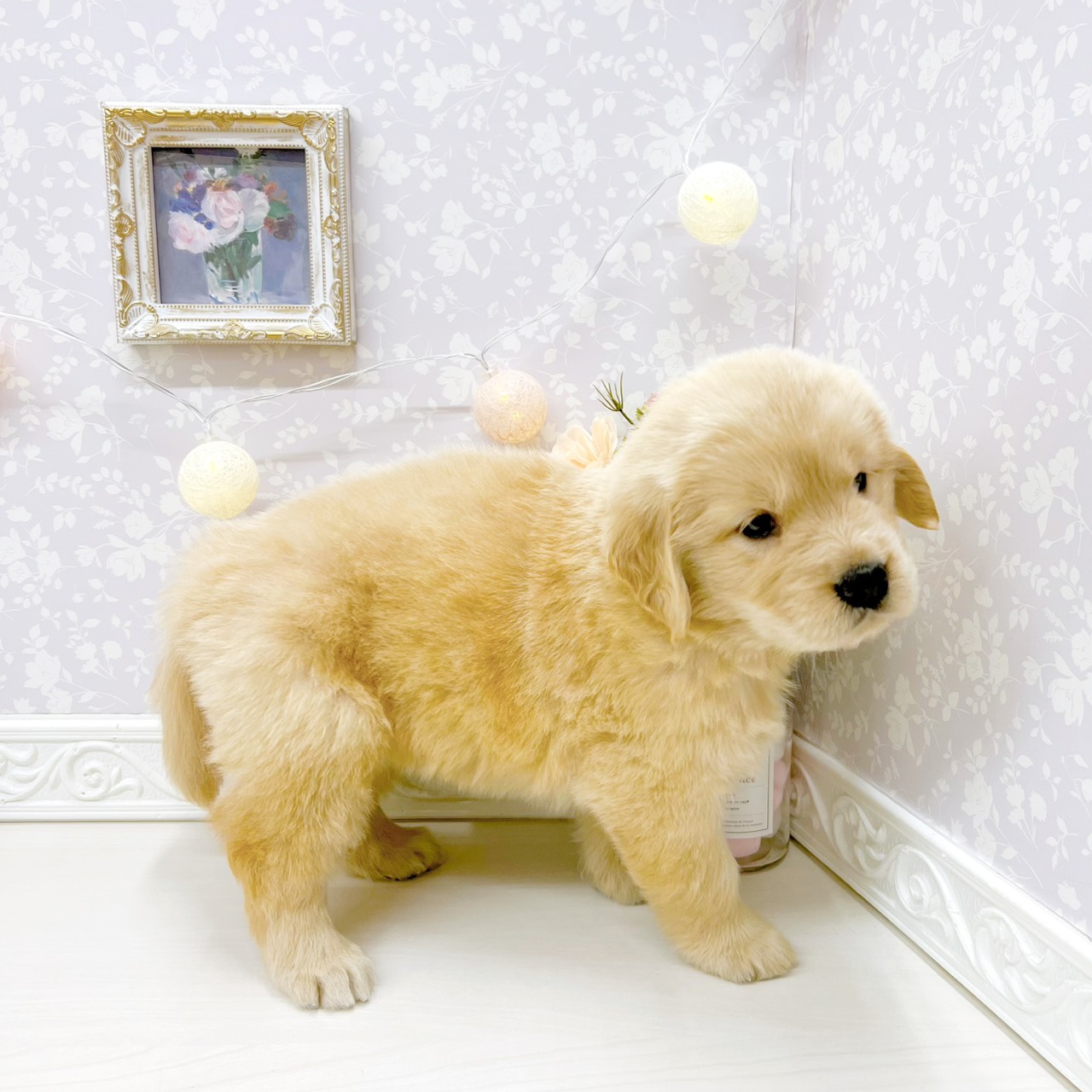 富山県のゴールデンレトリバー (犬の家＆猫の里アミーゴ山室店/2026年4月14日生まれ/女の子/ゴールデン)の子犬の3枚目の画像