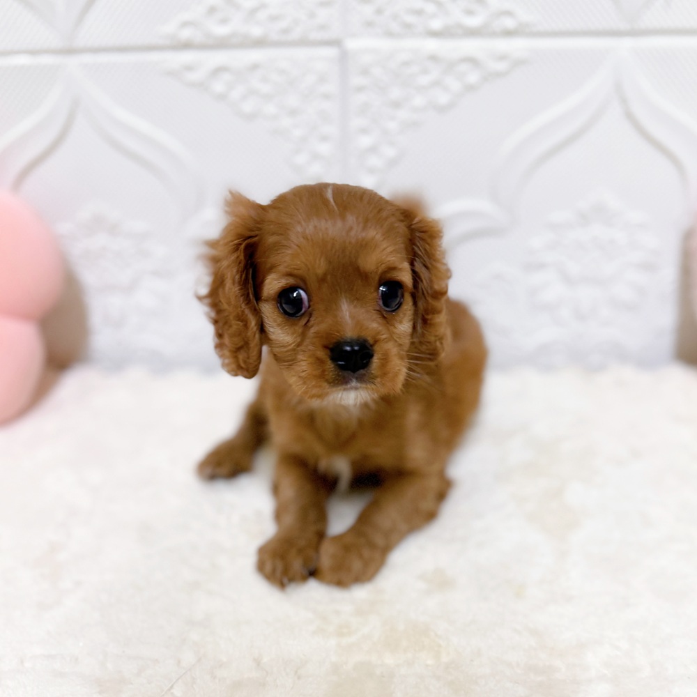 愛知県のキャバリアキングチャールズスパニエル (犬の家＆猫の里岡崎店/2026年4月12日生まれ/女の子/ルビーホワイト)の子犬の3枚目の画像