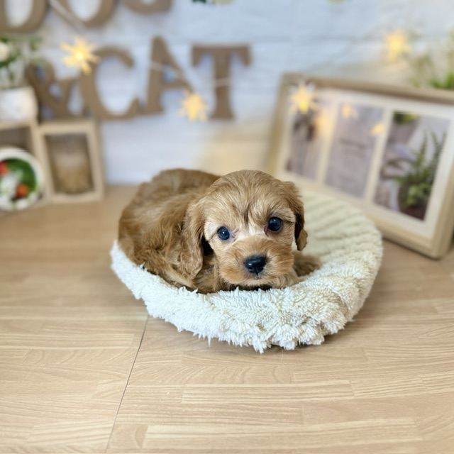 千葉県のキャバプー(キャバリア×プードル) (犬の家＆猫の里ワンズモール稲毛店/2026年4月10日生まれ/女の子/ルビー)の子犬の3枚目の画像