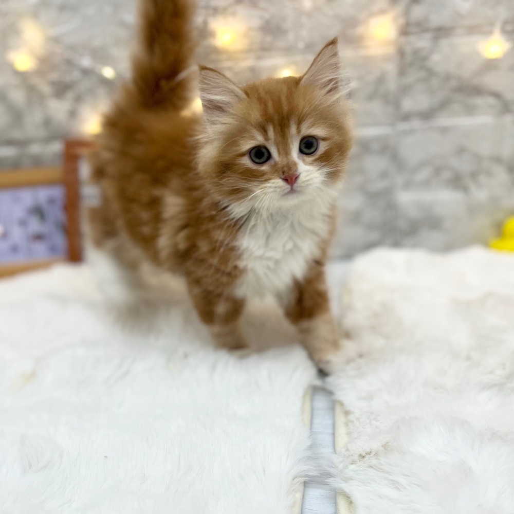 静岡県のサイベリアン (犬の家＆猫の里MEGAドン・キホーテ袋井店/2026年4月14日生まれ/男の子/レッドタビーホワイト)の子猫の3枚目の画像