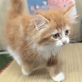 生体画像３