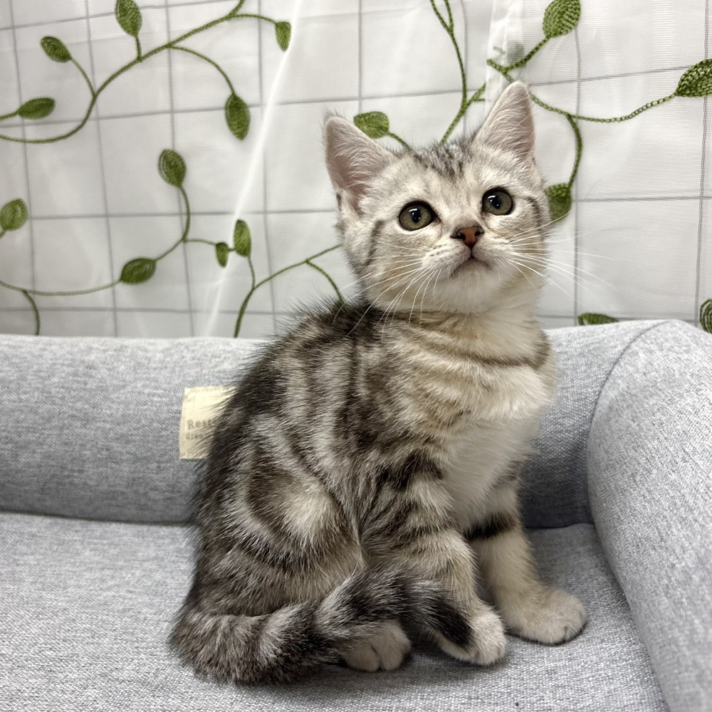 長野県のアメリカンショートヘアー (犬の家＆猫の里塩尻店/2026年4月7日生まれ/女の子/シルバータビー)の子猫の3枚目の画像