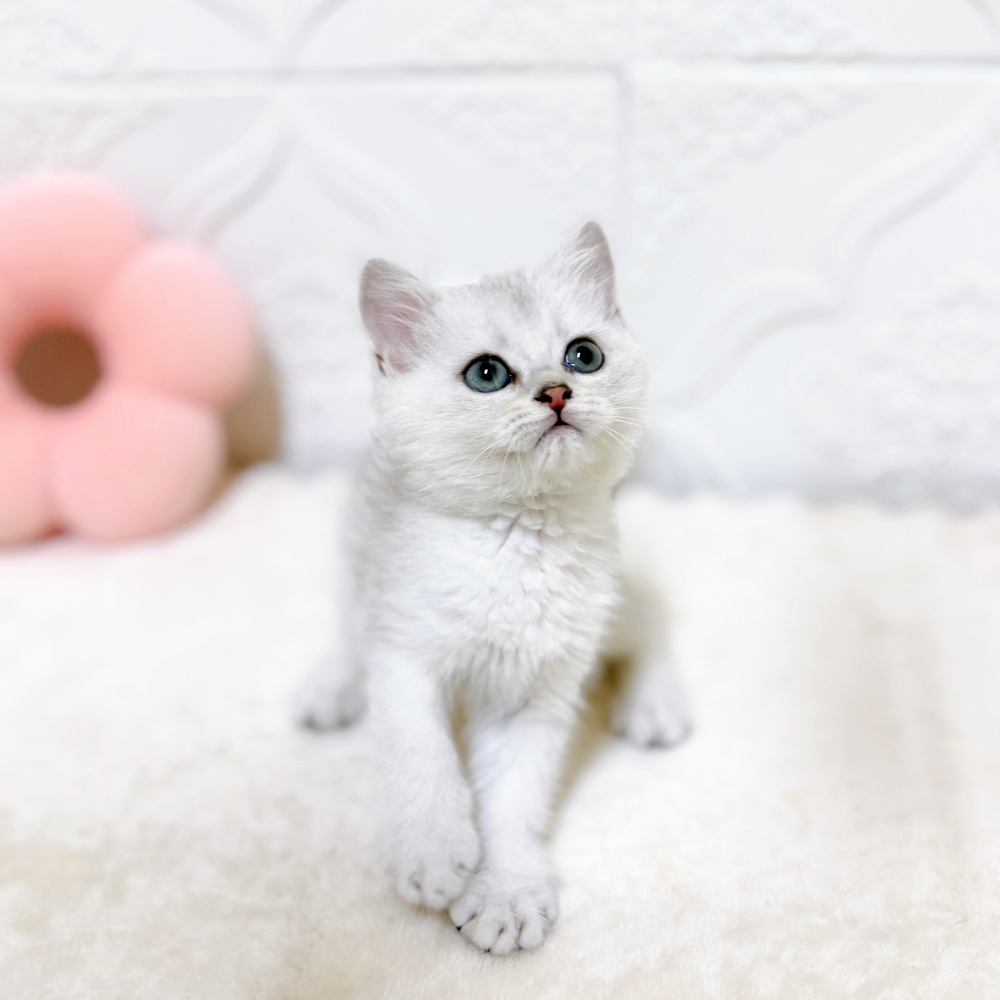 愛知県のブリティッシュショートヘアー (犬の家＆猫の里岡崎店/2026年4月11日生まれ/男の子/シェーデットシルバー)の子猫の3枚目の画像