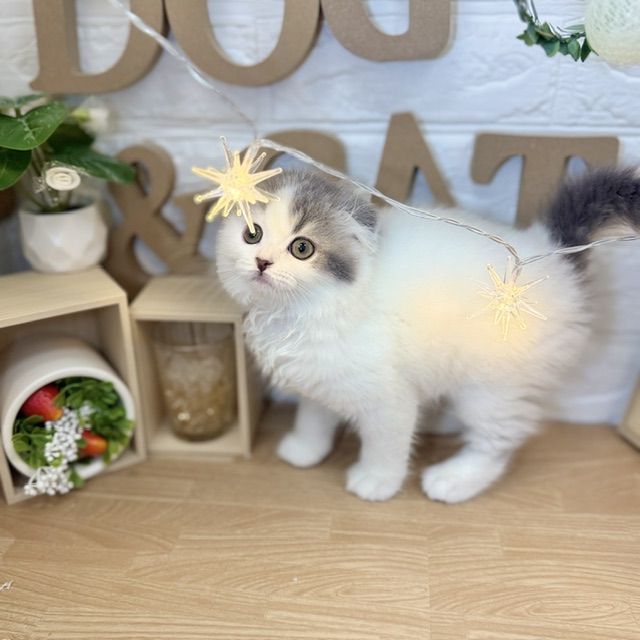 千葉県のスコティッシュフォールド (犬の家＆猫の里ワンズモール稲毛店/2026年4月10日生まれ/女の子/ブルーホワイト)の子猫の3枚目の画像