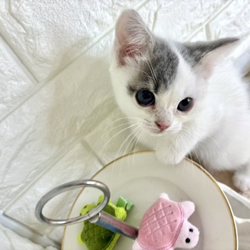 東京都のスコティッシュストレート (犬の家＆猫の里新宿店/2026年4月9日生まれ/女の子/ブルータビーホワイト)の子猫の3枚目の画像