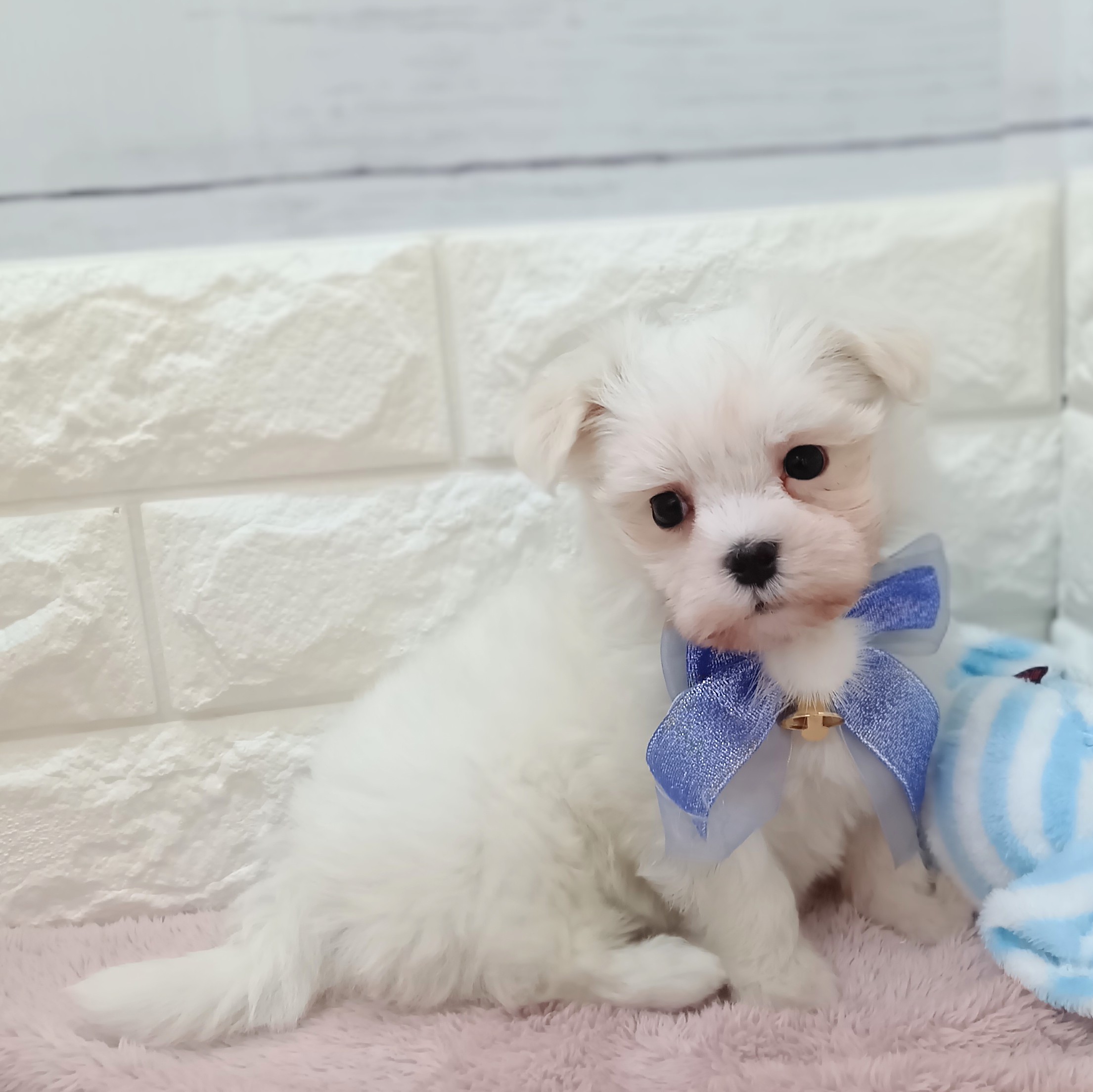 静岡県のマルチーズ (犬の家＆猫の里アミーゴ浜松和田店/2026年4月14日生まれ/男の子/ホワイト)の子犬の3枚目の画像