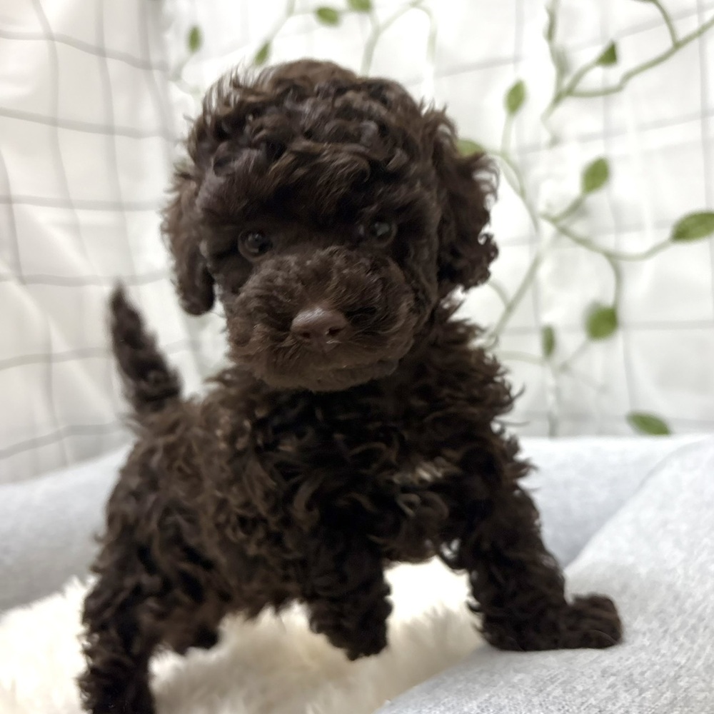 長野県のトイプードル(トイ) (犬の家＆猫の里塩尻店/2026年4月13日生まれ/男の子/ブラウン)の子犬の3枚目の画像