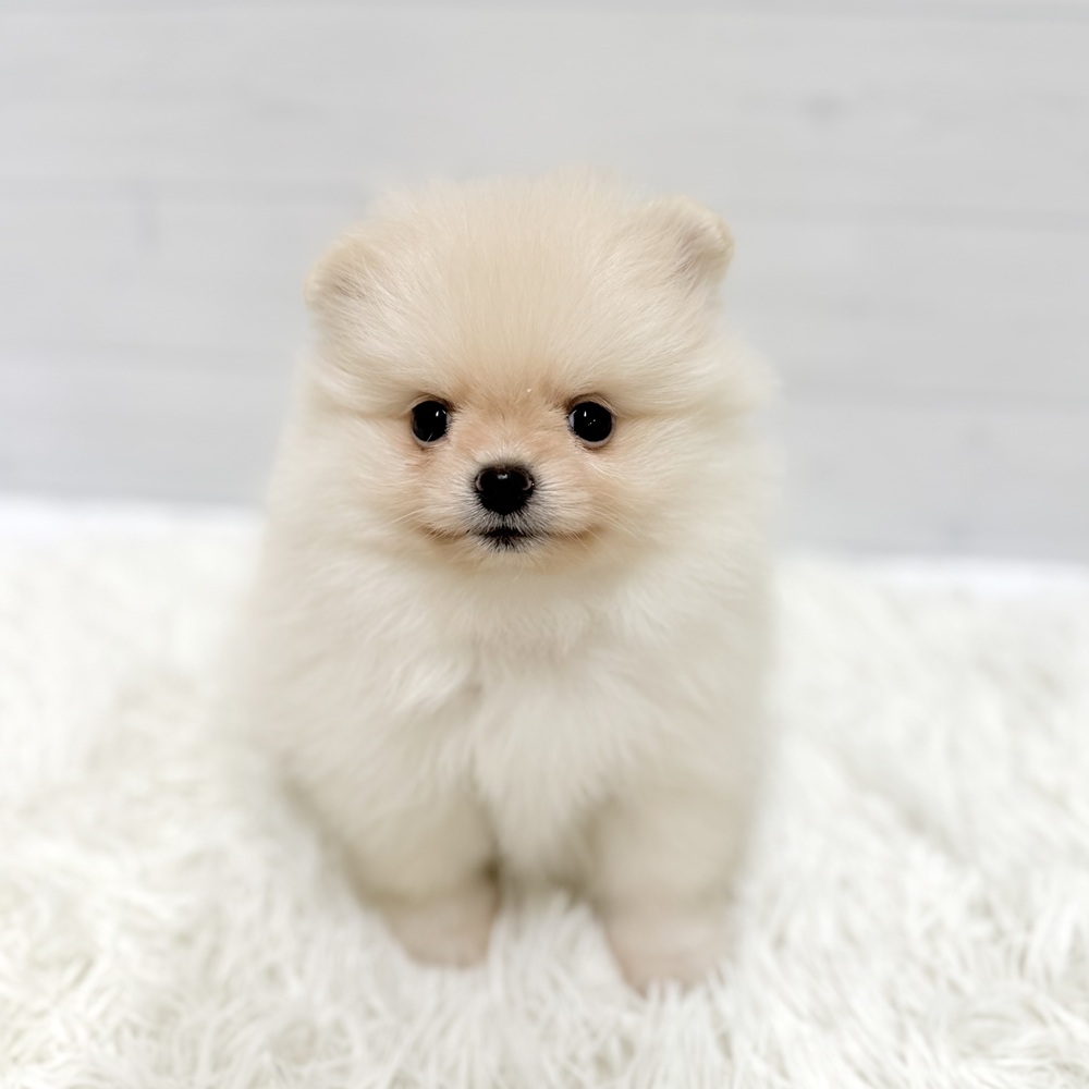 愛知県のポメラニアン (犬の家＆猫の里豊田店/2026年4月8日生まれ/女の子/クリーム)の子犬の3枚目の画像