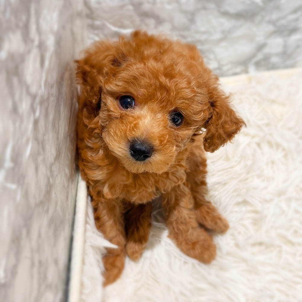 愛知県のトイプードル(トイ) (犬の家＆猫の里MiO香久山店/2026年4月14日生まれ/男の子/アプリコット)の子犬の3枚目の画像