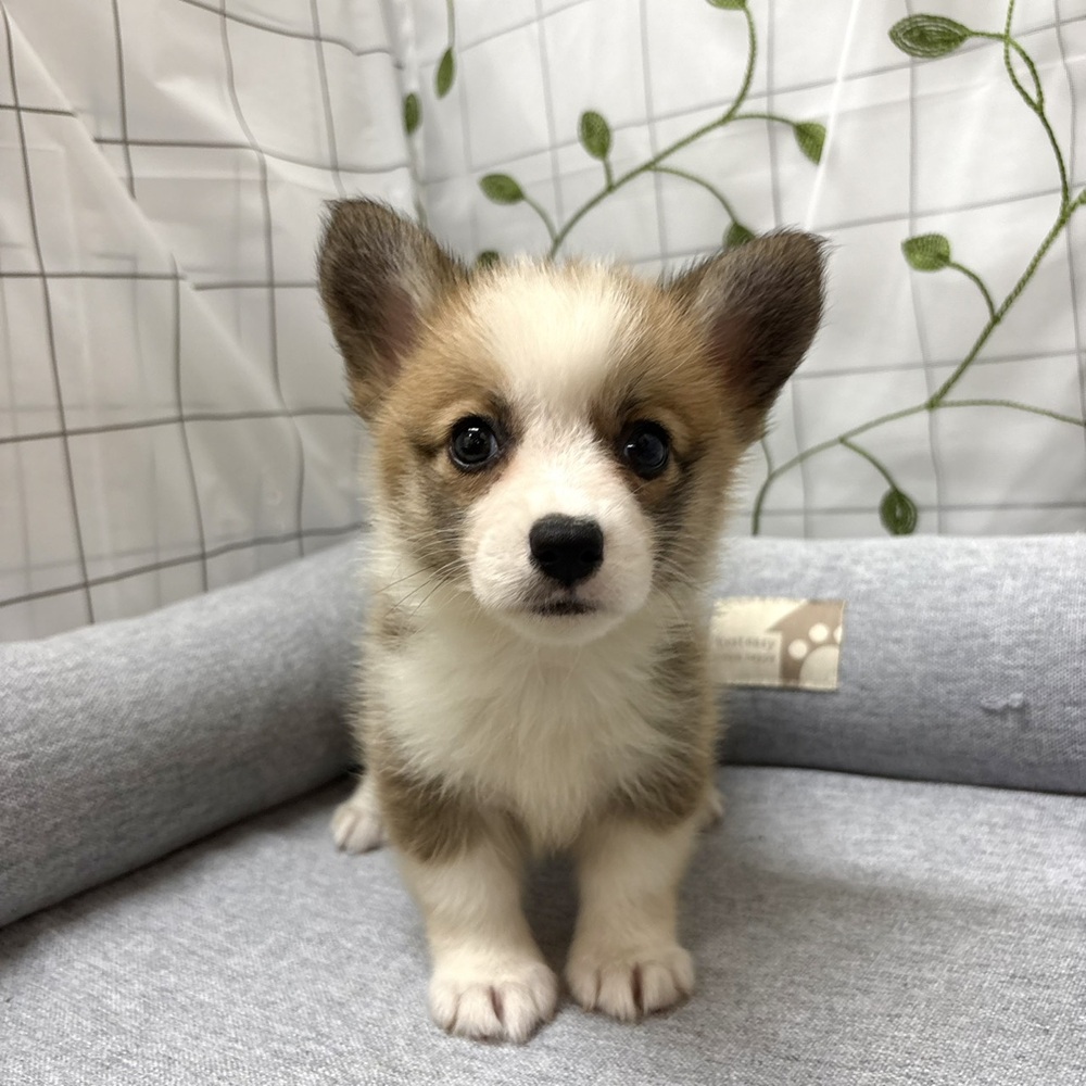 長野県のウェルシュコーギーペンブローク (犬の家＆猫の里塩尻店/2026年4月7日生まれ/女の子/レッドホワイト)の子犬の3枚目の画像