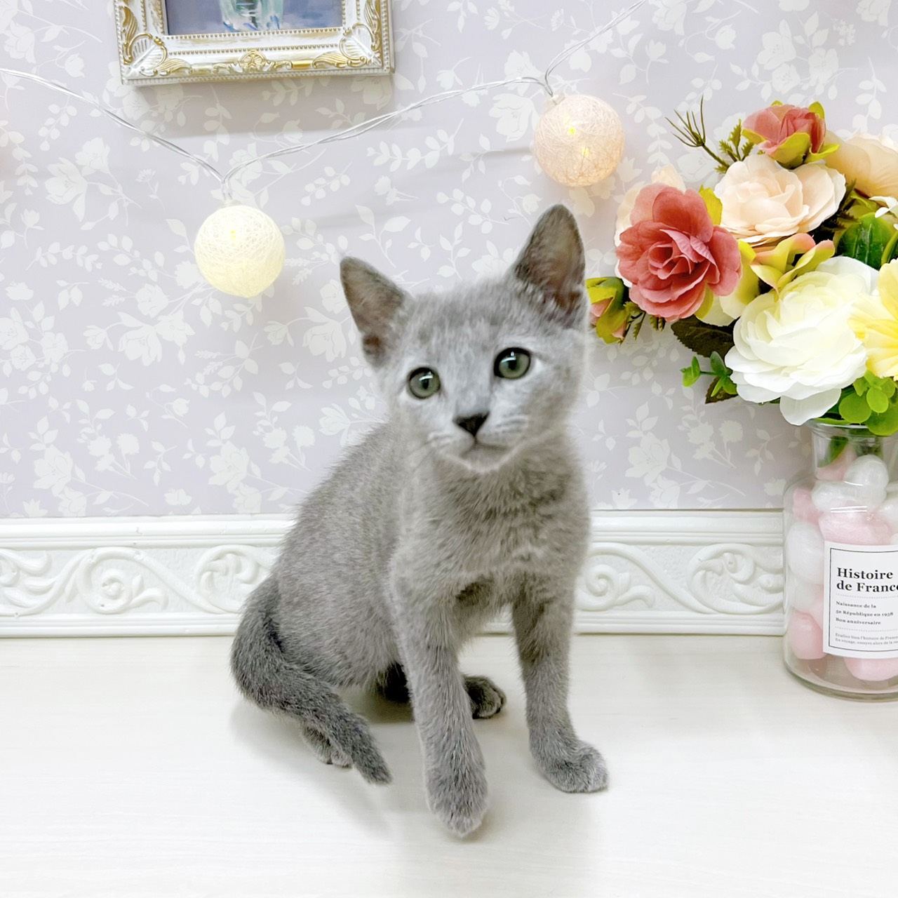 富山県のロシアンブルー (犬の家＆猫の里アミーゴ山室店/2026年4月11日生まれ/女の子/ブルー)の子猫の3枚目の画像