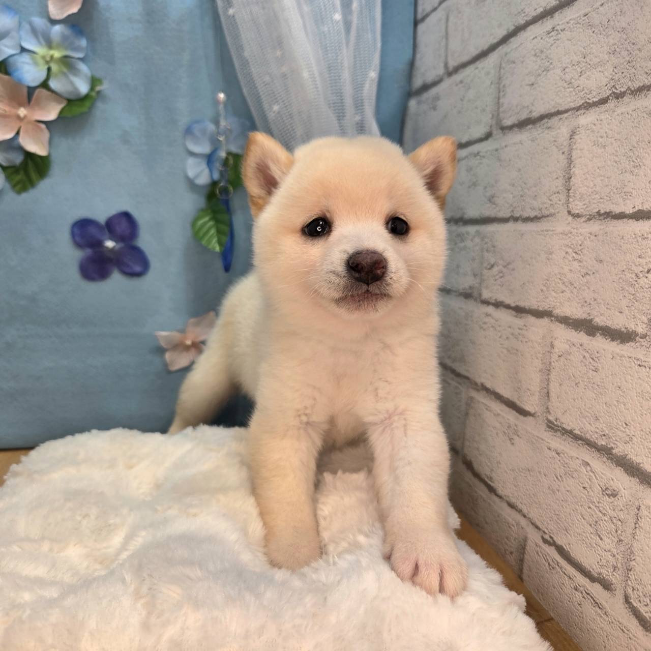 長野県の豆柴 (犬の家＆猫の里カインズ梓川店/2026年4月13日生まれ/女の子/白)の子犬の3枚目の画像