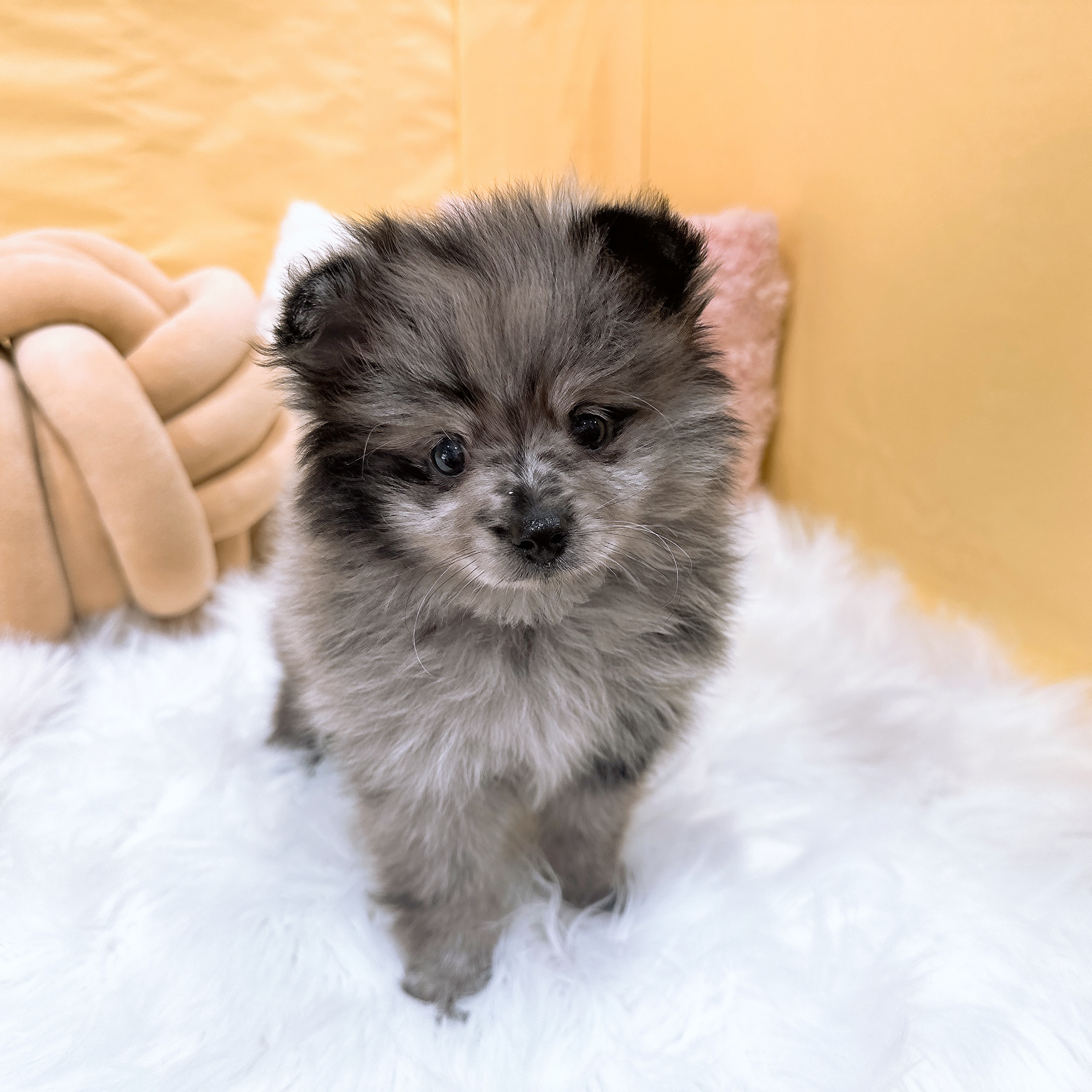 神奈川県のポメラニアン (犬の家＆猫の里元住吉ブレーメン通り店/2026年4月13日生まれ/男の子/ブルーマール)の子犬の3枚目の画像