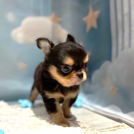 福岡県のチワワ(ロング) (犬の家＆猫の里トリアス久山店/2026年4月11日生まれ/男の子/ブラックタン)の子犬の3枚目の画像