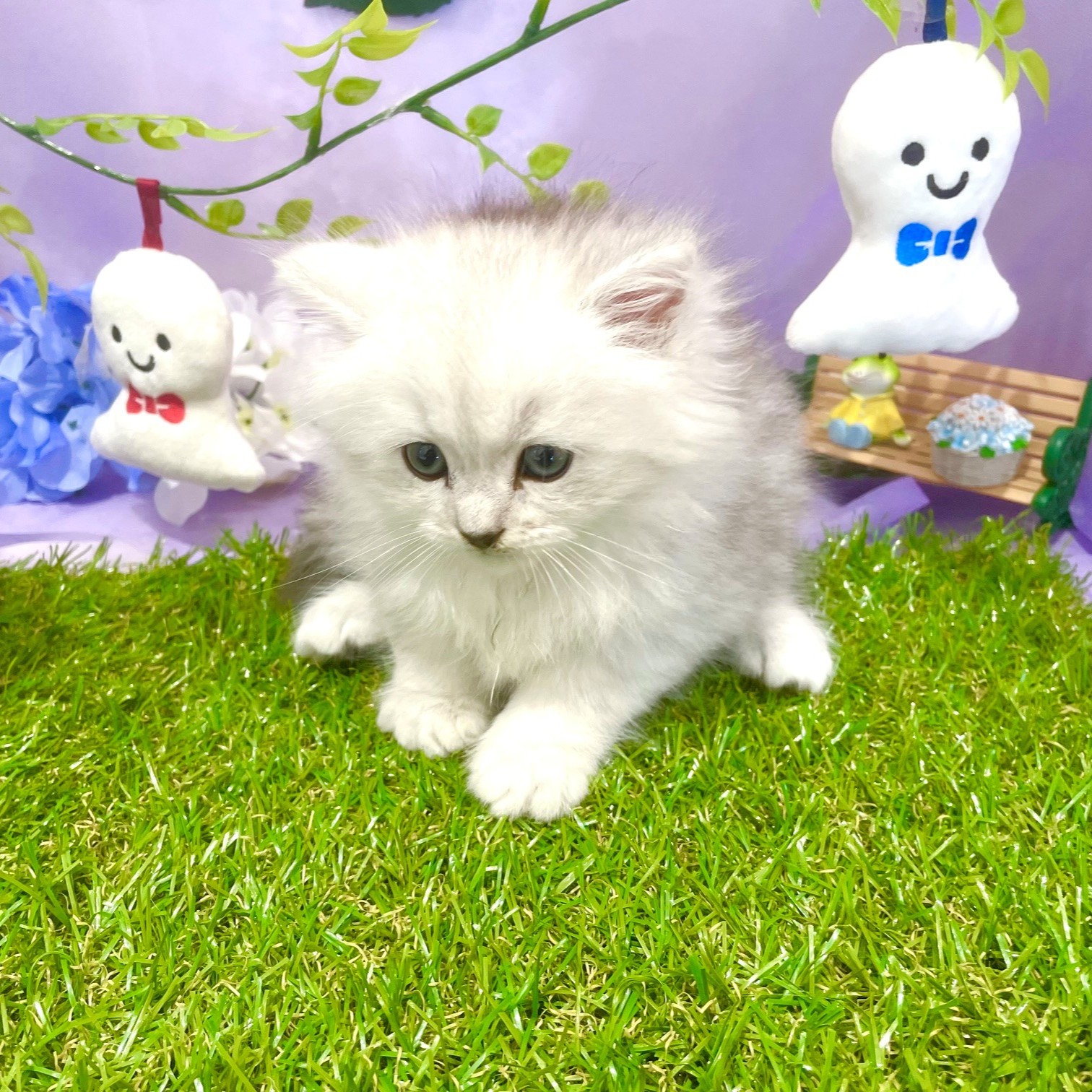 生体画像３