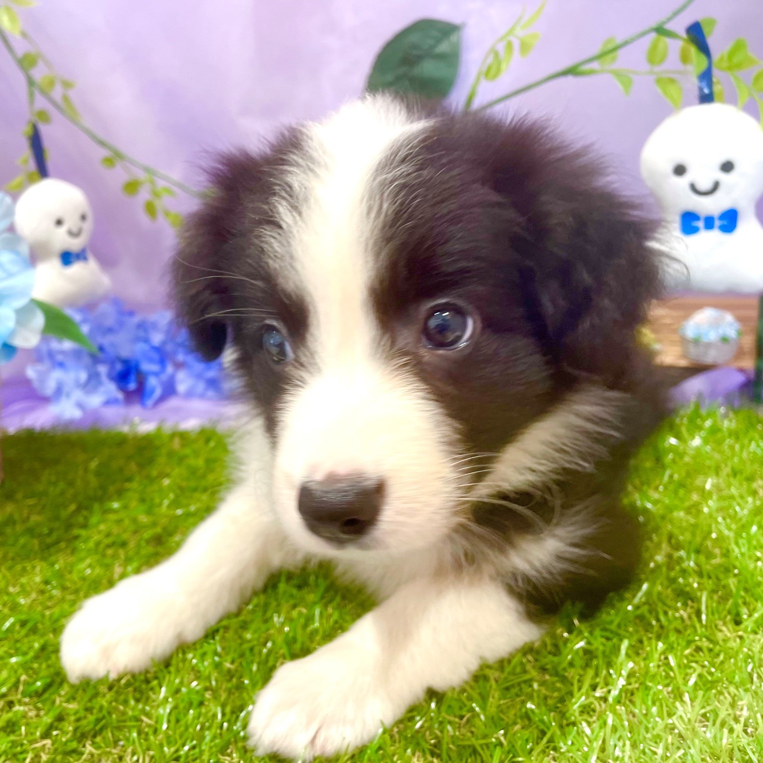 福岡県のボーダーコリー (犬の家＆猫の里くりえいと宗像店/2026年4月12日生まれ/女の子/ブラックホワイト)の子犬の3枚目の画像