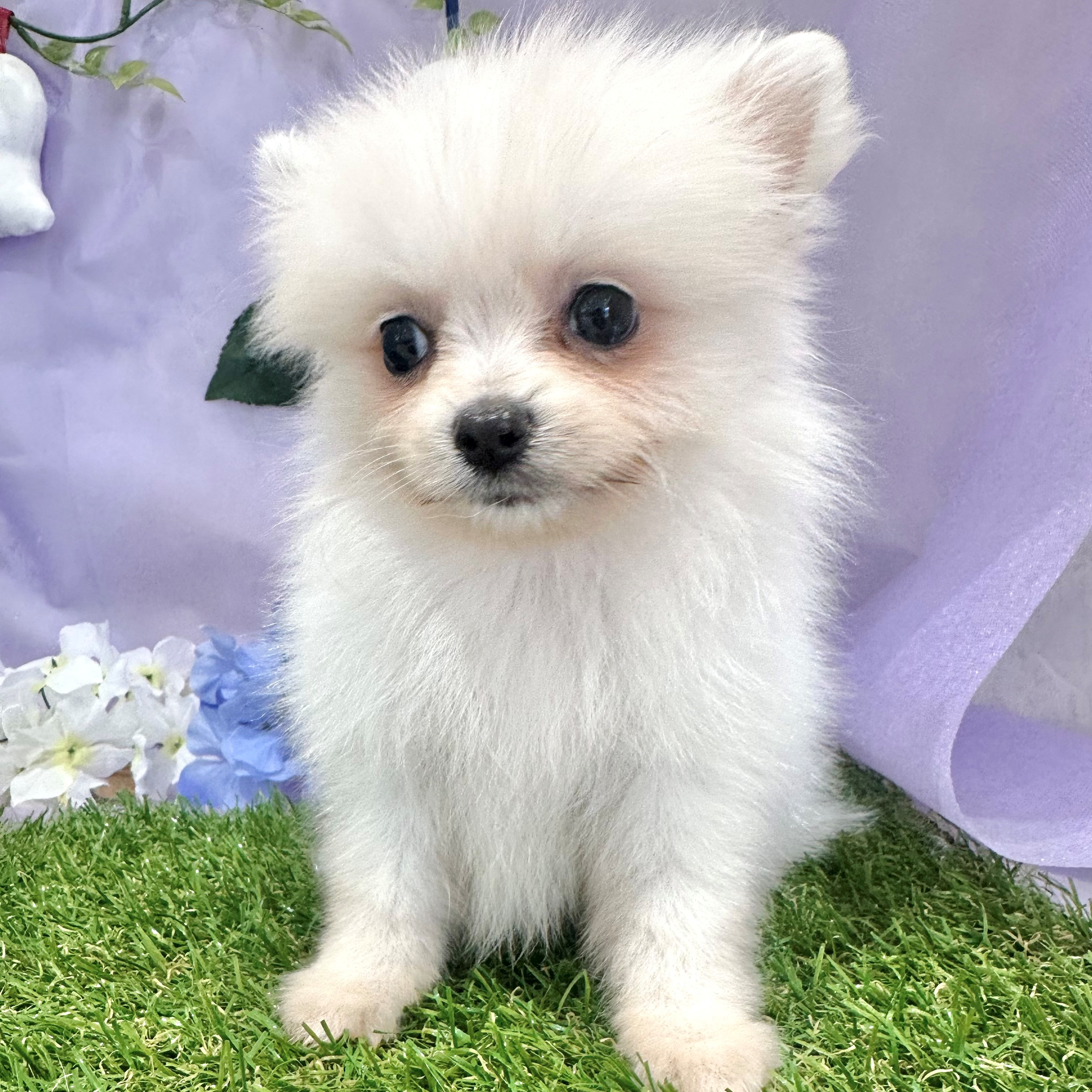 福岡県のポメラニアン (犬の家＆猫の里くりえいと宗像店/2026年4月12日生まれ/男の子/ホワイト)の子犬の3枚目の画像