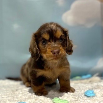 福岡県のミニチュアダックスフンド(ロング) (犬の家＆猫の里トリアス久山店/2026年4月11日生まれ/男の子/チョコレートダップル)の子犬の3枚目の画像