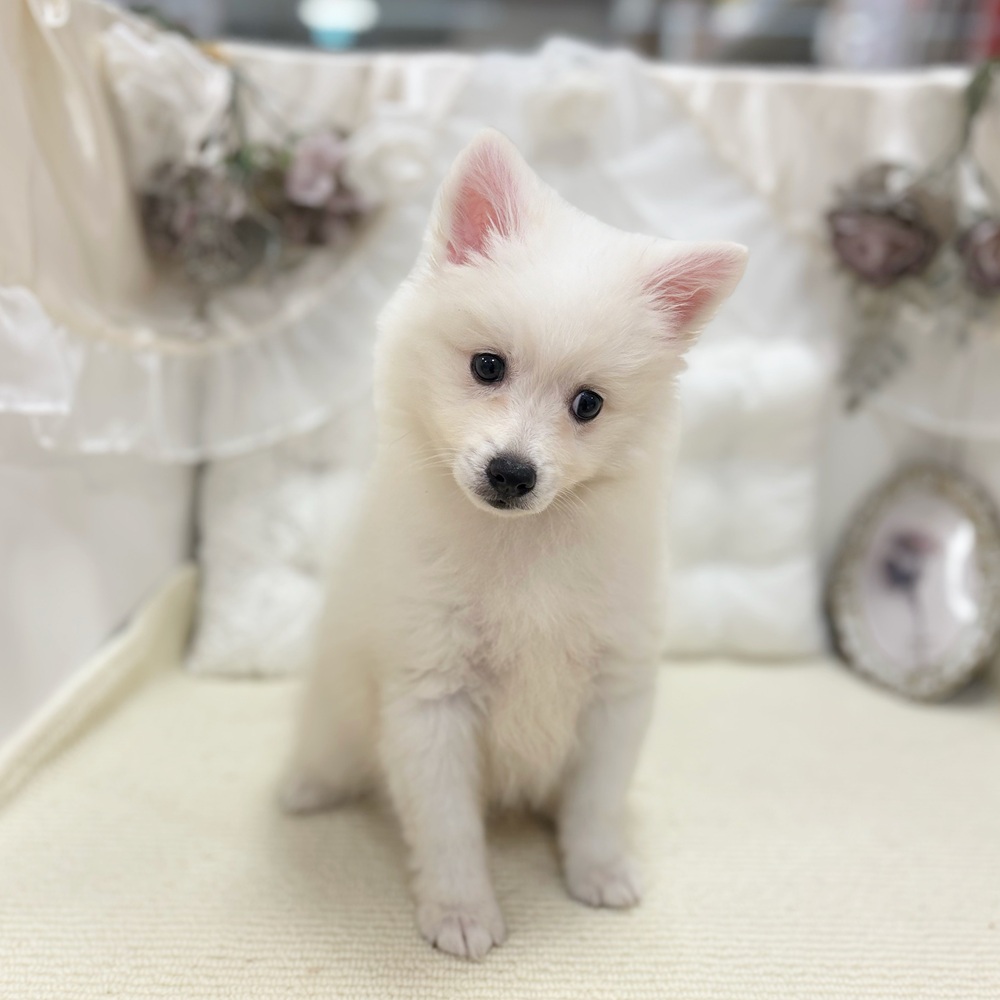 岐阜県の日本スピッツ (犬の家＆猫の里カラフルタウン岐阜店/2026年4月9日生まれ/男の子/ホワイト)の子犬の3枚目の画像