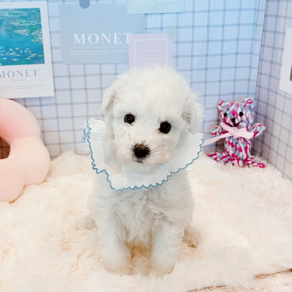福井県のビションフリーゼ (犬の家＆猫の里福井店/2026年4月14日生まれ/男の子/ホワイト)の子犬の3枚目の画像