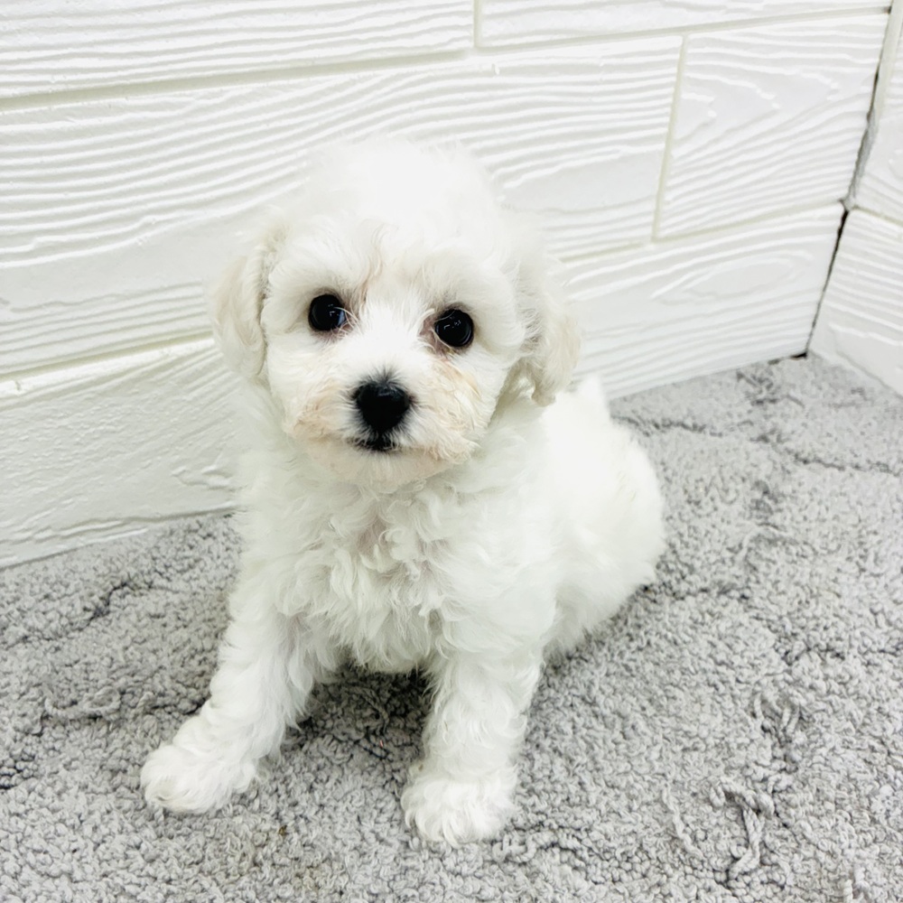 愛知県のビションフリーゼ (犬の家＆猫の里七宝店/2026年4月14日生まれ/女の子/ホワイト)の子犬の3枚目の画像