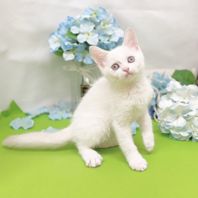 静岡県のスコティッシュストレート (犬の家＆猫の里藤枝店/2026年4月10日生まれ/女の子/ブルークリームポイントホワイト)の子猫の3枚目の画像