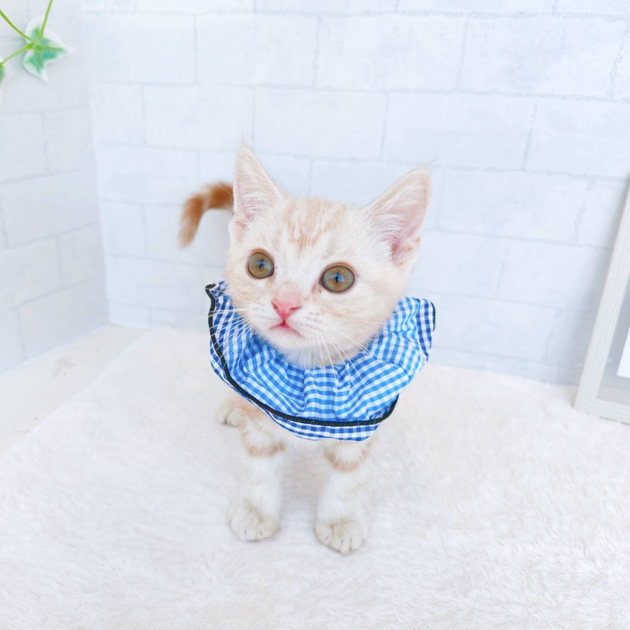 石川県のアメリカンショートヘアー (犬の家＆猫の里金沢店/2026年4月11日生まれ/男の子/カメオタビー)の子猫の3枚目の画像