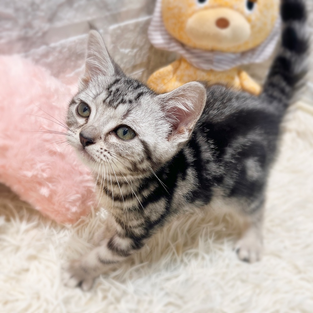 愛知県のアメリカンショートヘアー (犬の家＆猫の里MiO香久山店/2026年4月11日生まれ/女の子/シルバータビー)の子猫の3枚目の画像