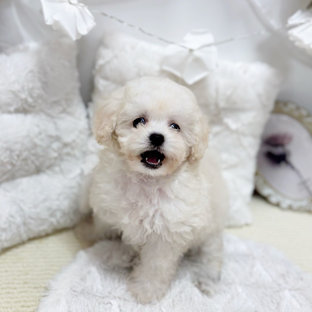 岐阜県のトイプードル(トイ) (犬の家＆猫の里カラフルタウン岐阜店/2026年4月14日生まれ/女の子/ホワイト)の子犬の3枚目の画像