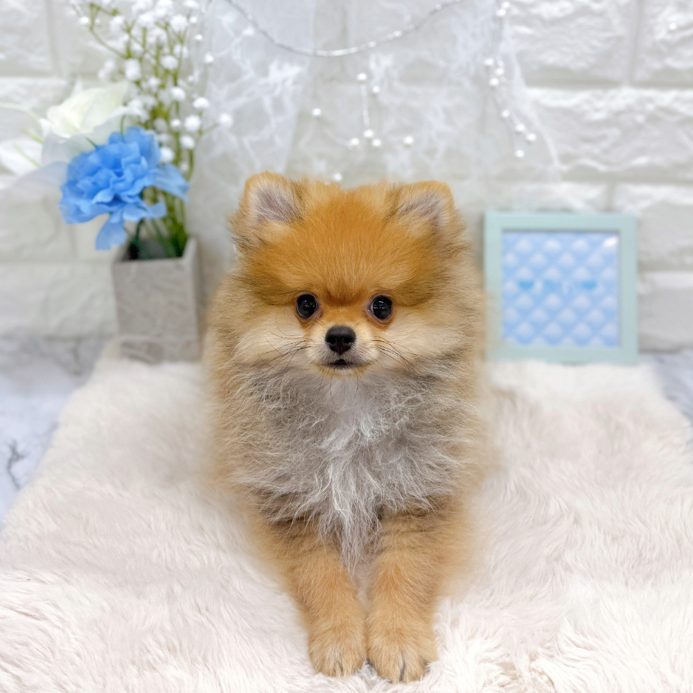 福井県のポメラニアン (犬の家＆猫の里アミーゴ福井大和田店/2026年4月15日生まれ/男の子/オレンジセーブル)の子犬の3枚目の画像