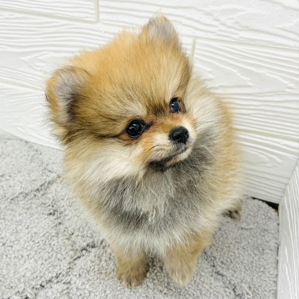 愛知県のポメラニアン (犬の家＆猫の里七宝店/2026年4月15日生まれ/女の子/オレンジセーブル)の子犬の3枚目の画像