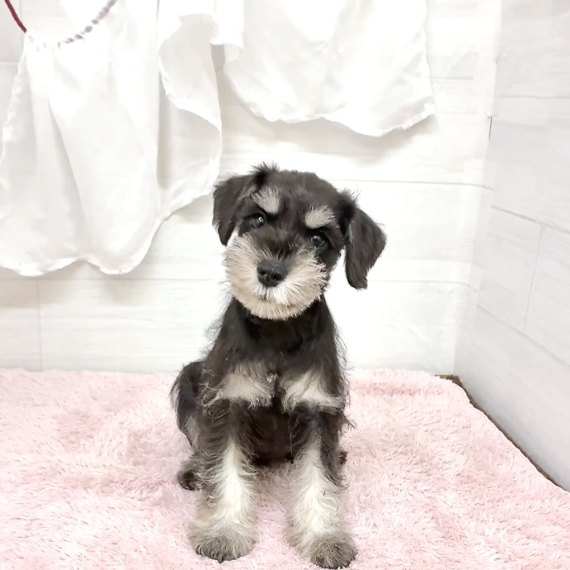 愛知県のミニチュアシュナウザー (犬の家＆猫の里碧南店/2026年4月15日生まれ/女の子/ブラックシルバー)の子犬の3枚目の画像