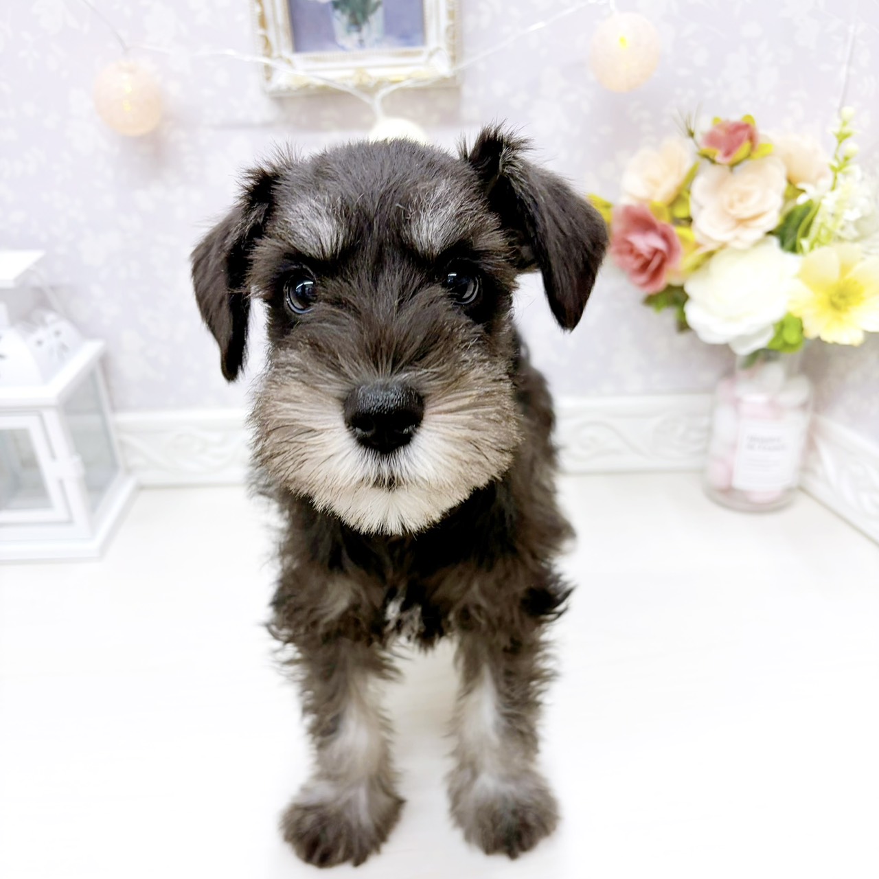 富山県のミニチュアシュナウザー (犬の家＆猫の里アミーゴ山室店/2026年4月15日生まれ/女の子/ブラックシルバー)の子犬の3枚目の画像