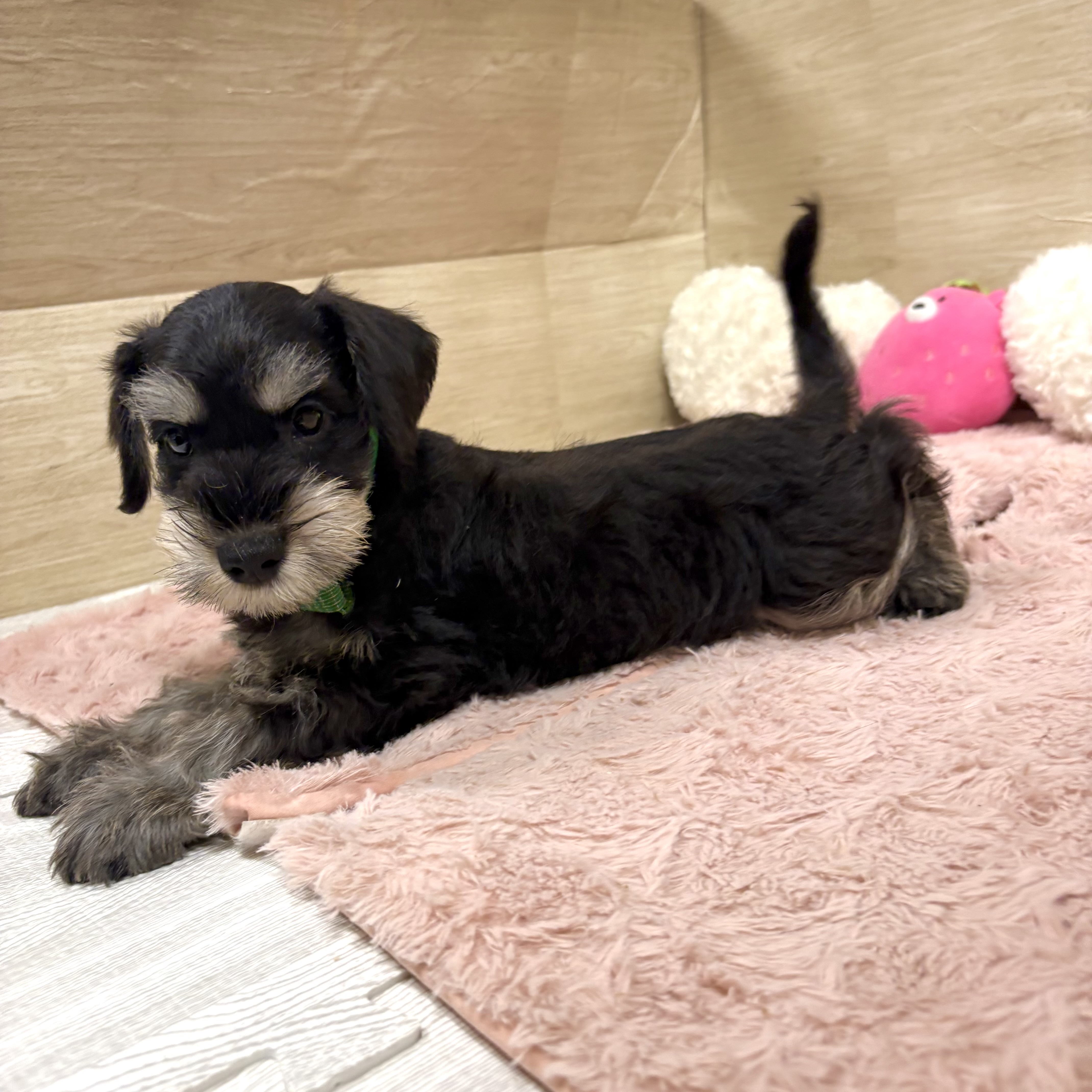 大阪府のミニチュアシュナウザー (犬の家＆猫の里そよら東岸和田店/2026年4月15日生まれ/男の子/ブラックシルバー)の子犬の3枚目の画像