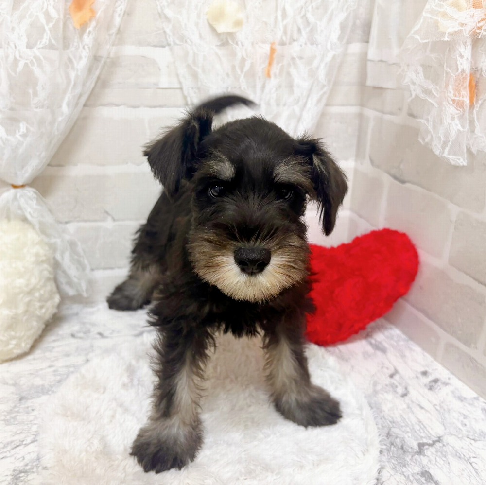 京都府のミニチュアシュナウザー (犬の家＆猫の里京都精華店/2026年4月15日生まれ/男の子/ブラックシルバー)の子犬の3枚目の画像