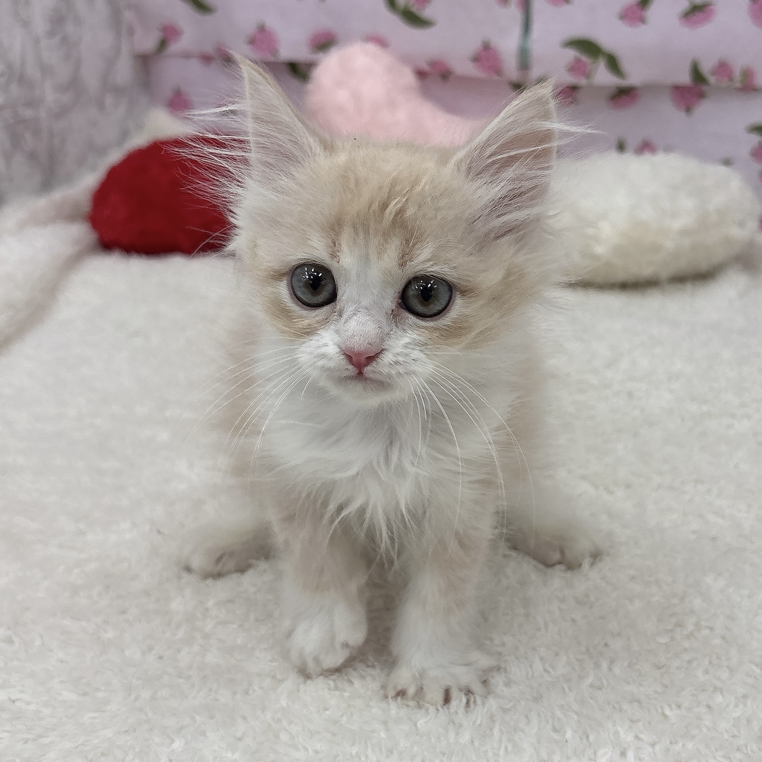 愛知県のマンチカン (犬の家＆猫の里エアポートウォーク店/2026年4月9日生まれ/男の子/クリームタビーホワイト)の子猫の3枚目の画像