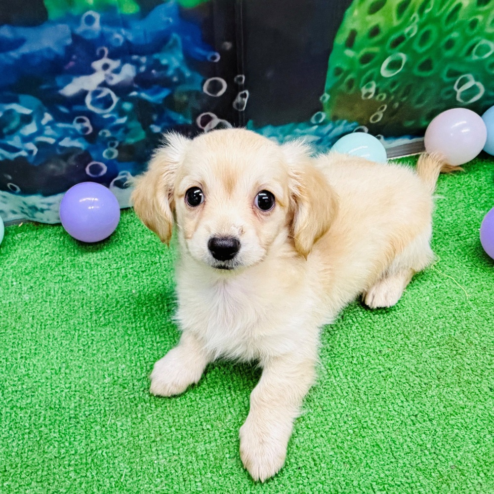 愛知県のチワックス(チワワ×ダックス) (犬の家＆猫の里名古屋天白店/2026年4月15日生まれ/男の子/クリーム)の子犬の3枚目の画像