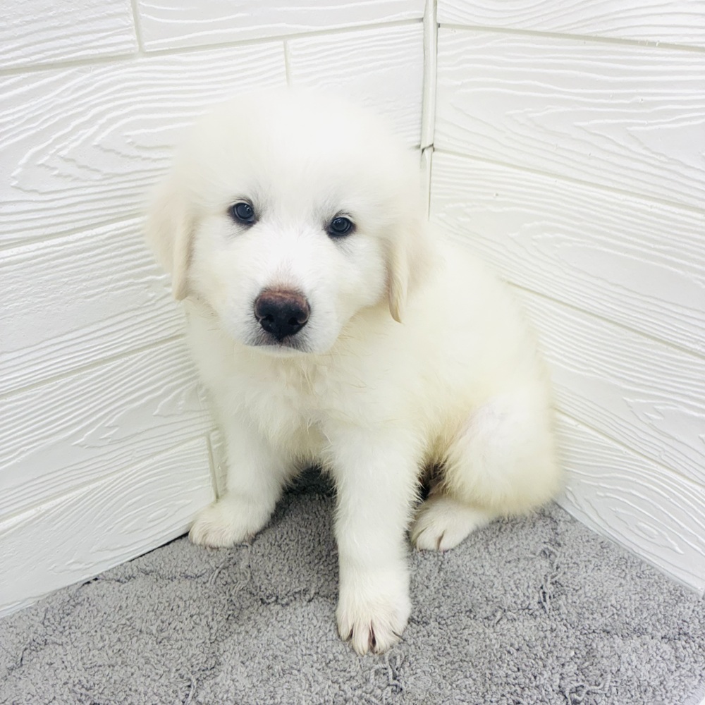 愛知県のグレートピレニーズ (犬の家＆猫の里七宝店/2026年4月15日生まれ/男の子/ホワイト)の子犬の3枚目の画像