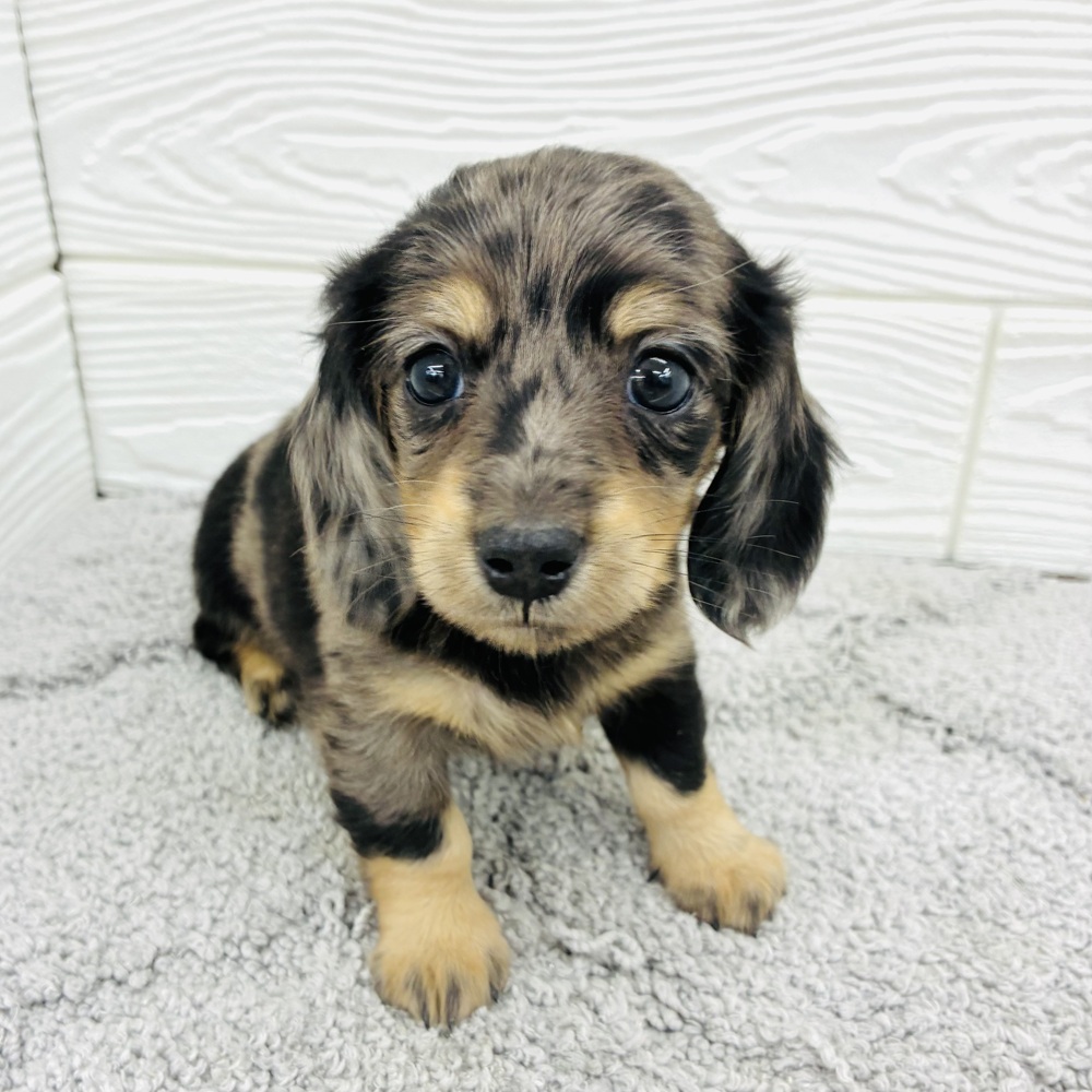 愛知県のミニチュアダックスフンド(ロング) (犬の家＆猫の里七宝店/2026年4月15日生まれ/女の子/シルバーダップル)の子犬の3枚目の画像
