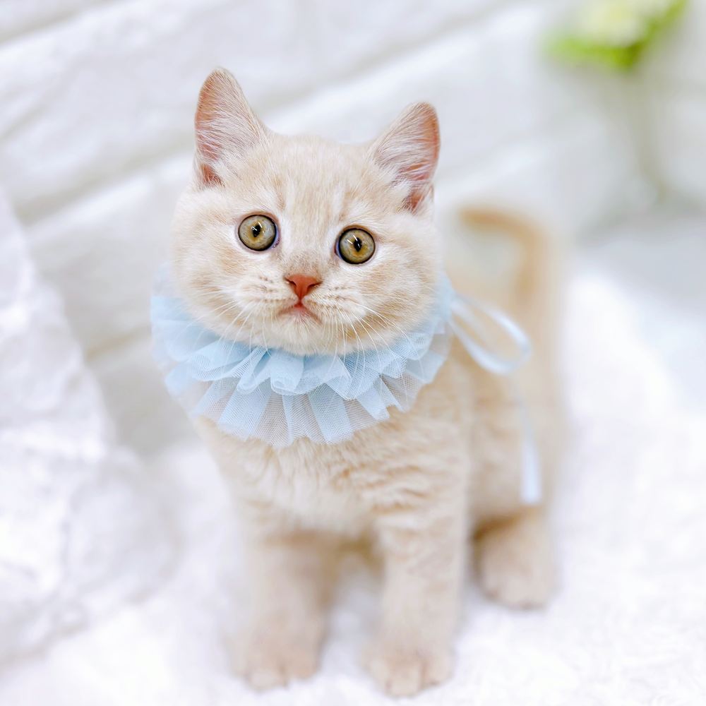 福井県のブリティッシュショートヘアー (犬の家＆猫の里アミーゴ福井店/2026年4月15日生まれ/男の子/クリーム)の子猫の3枚目の画像