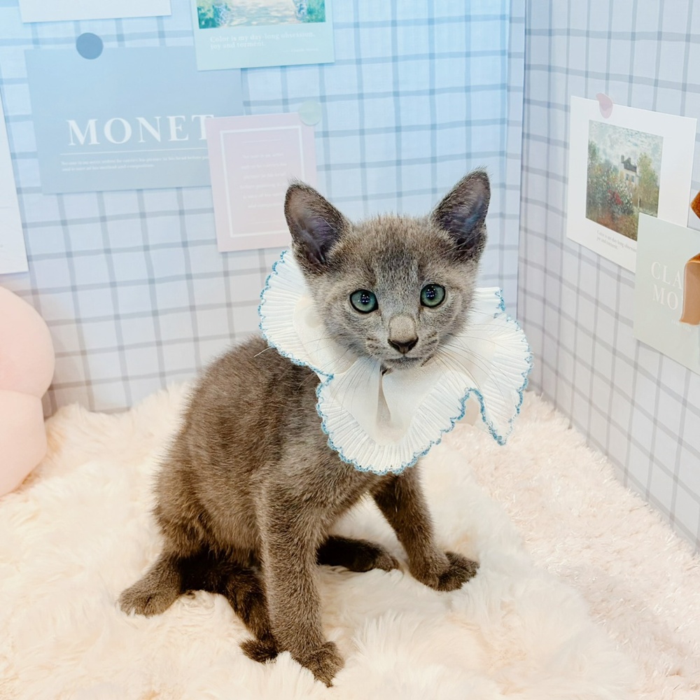 福井県のロシアンブルー (犬の家＆猫の里福井店/2026年4月10日生まれ/男の子/ブルー)の子猫の3枚目の画像