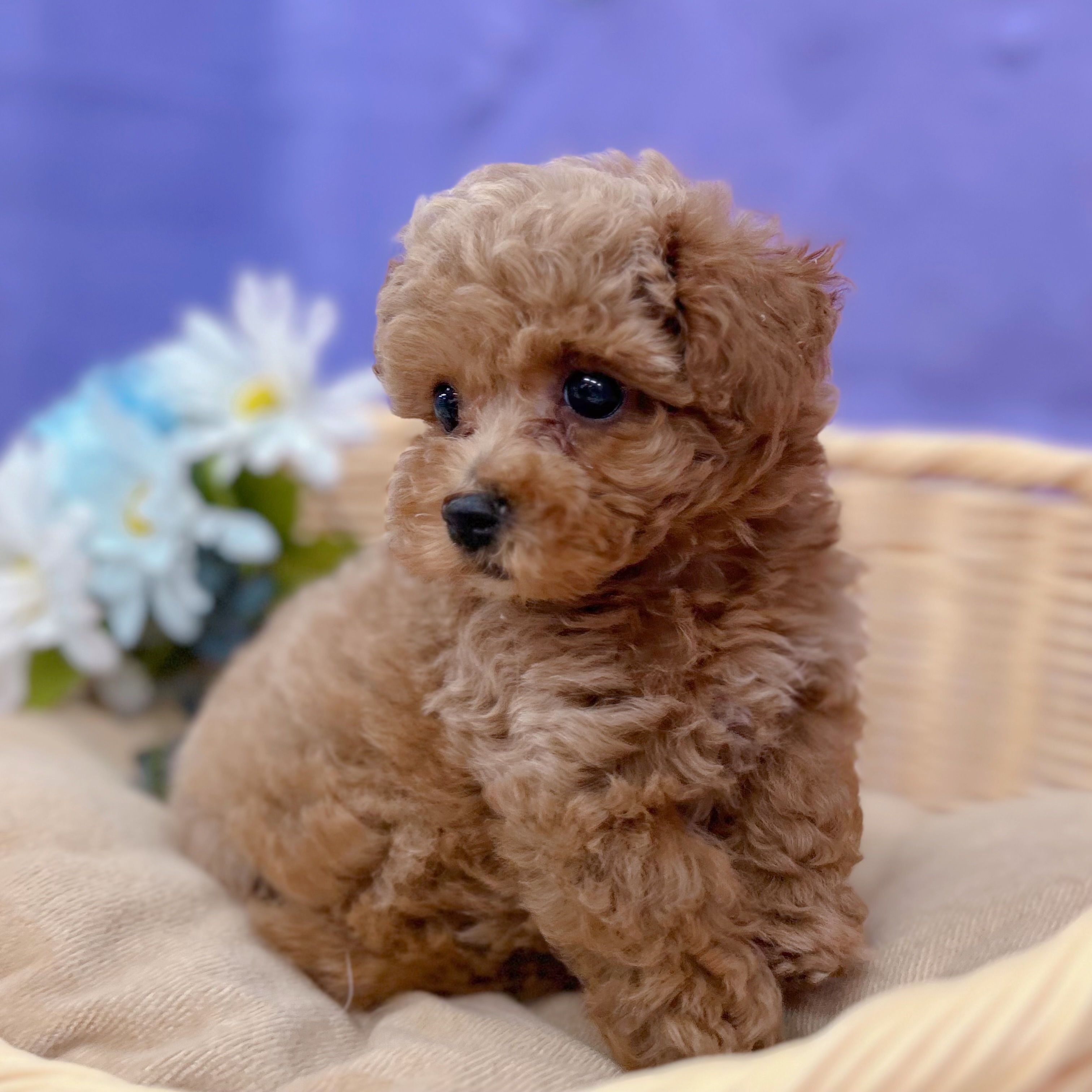 岐阜県のトイプードル(タイニー) (犬の家＆猫の里岐南店/2026年4月13日生まれ/男の子/オレンジフォーン)の子犬の3枚目の画像