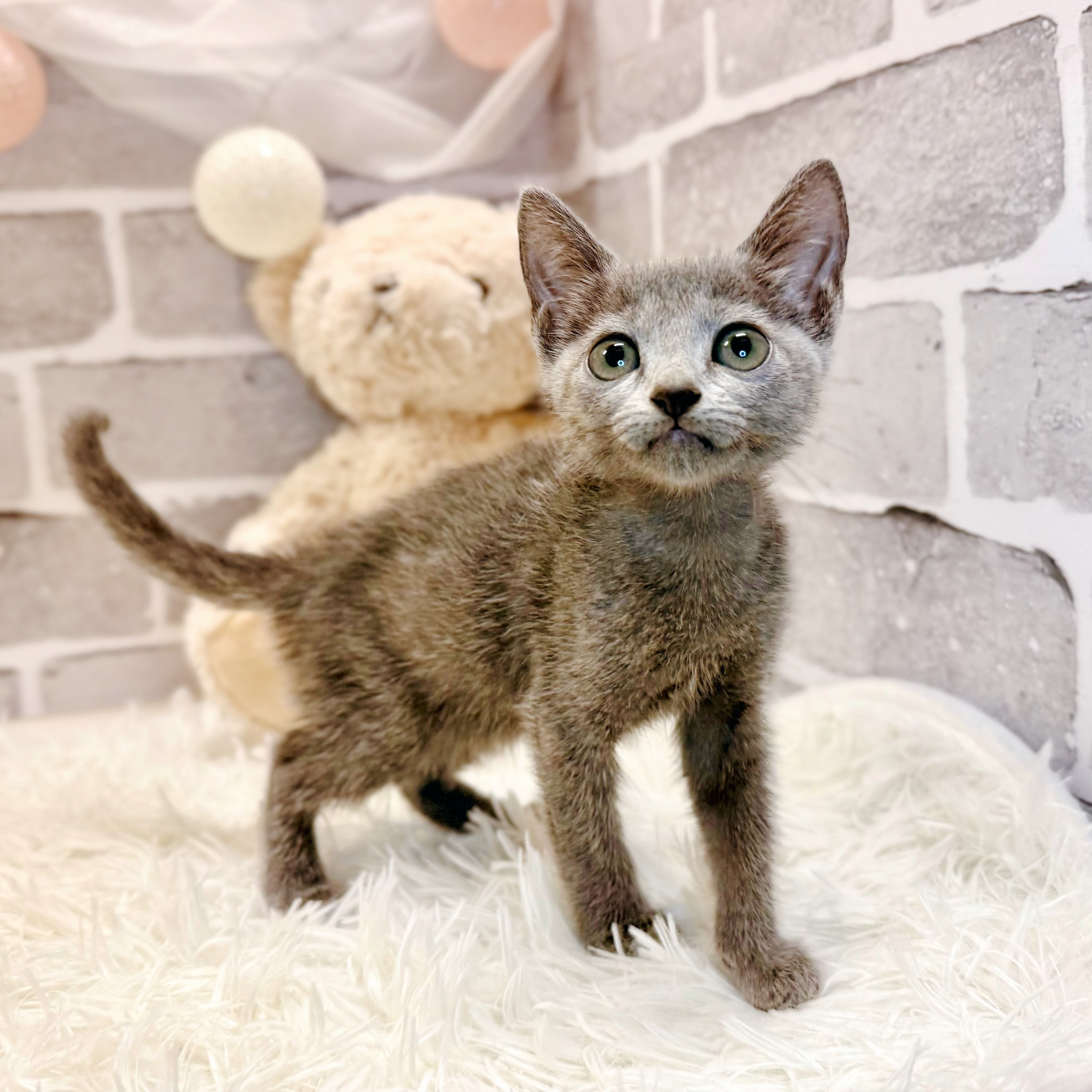 兵庫県のロシアンブルー (犬の家＆猫の里神戸店/2026年4月15日生まれ/女の子/ブルー)の子猫の3枚目の画像