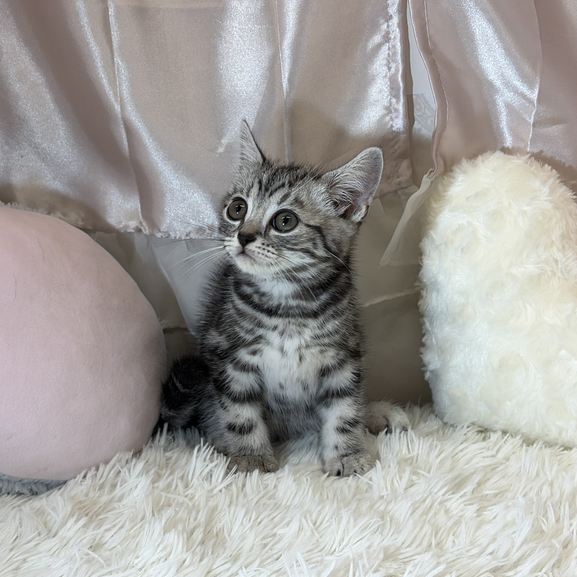 兵庫県のアメリカンショートヘアー (犬の家＆猫の里カナート西神戸店/2026年4月3日生まれ/男の子/シルバータビー)の子猫の3枚目の画像