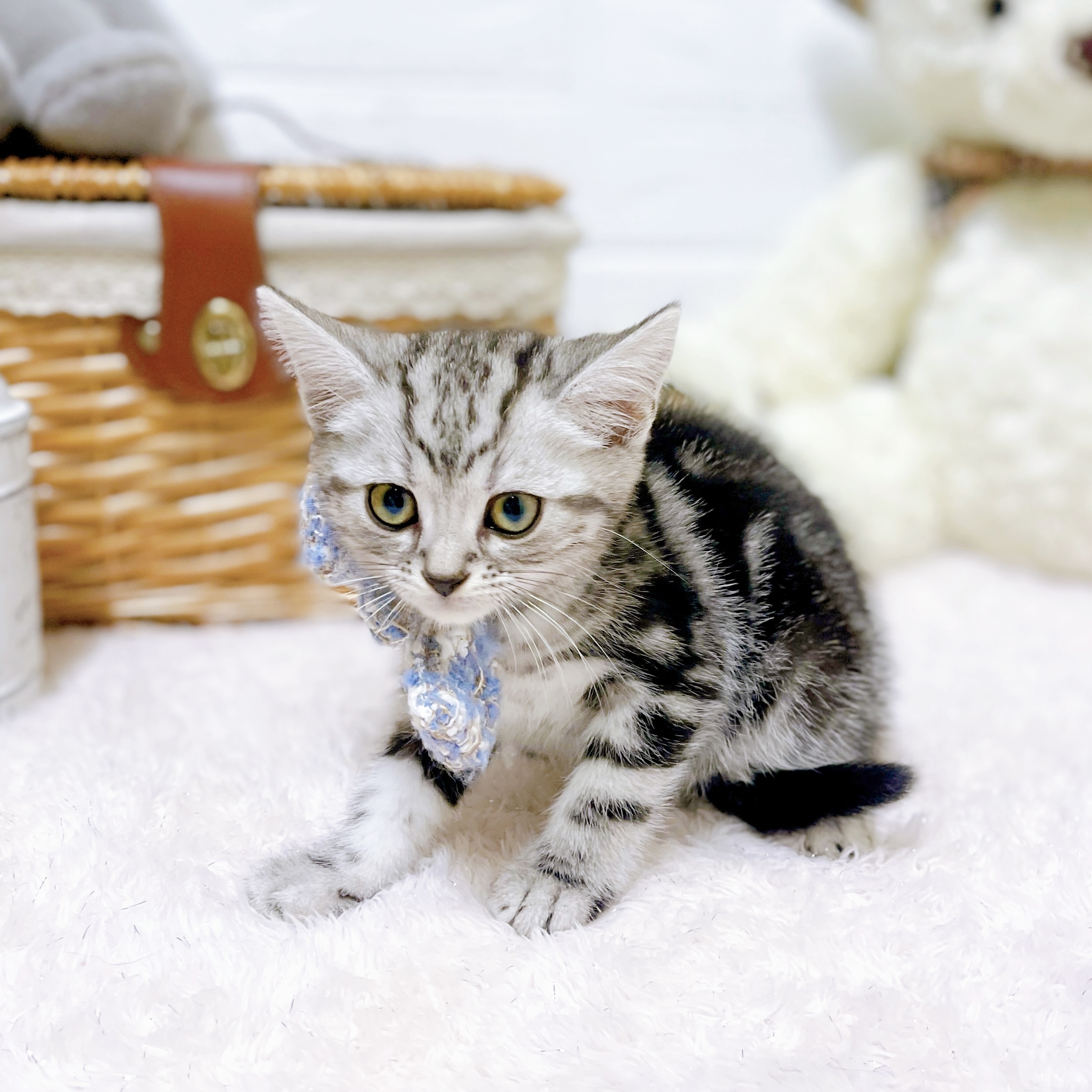 滋賀県のアメリカンショートヘアー (犬の家＆猫の里近江八幡店/2026年4月3日生まれ/男の子/シルバータビー)の子猫の3枚目の画像