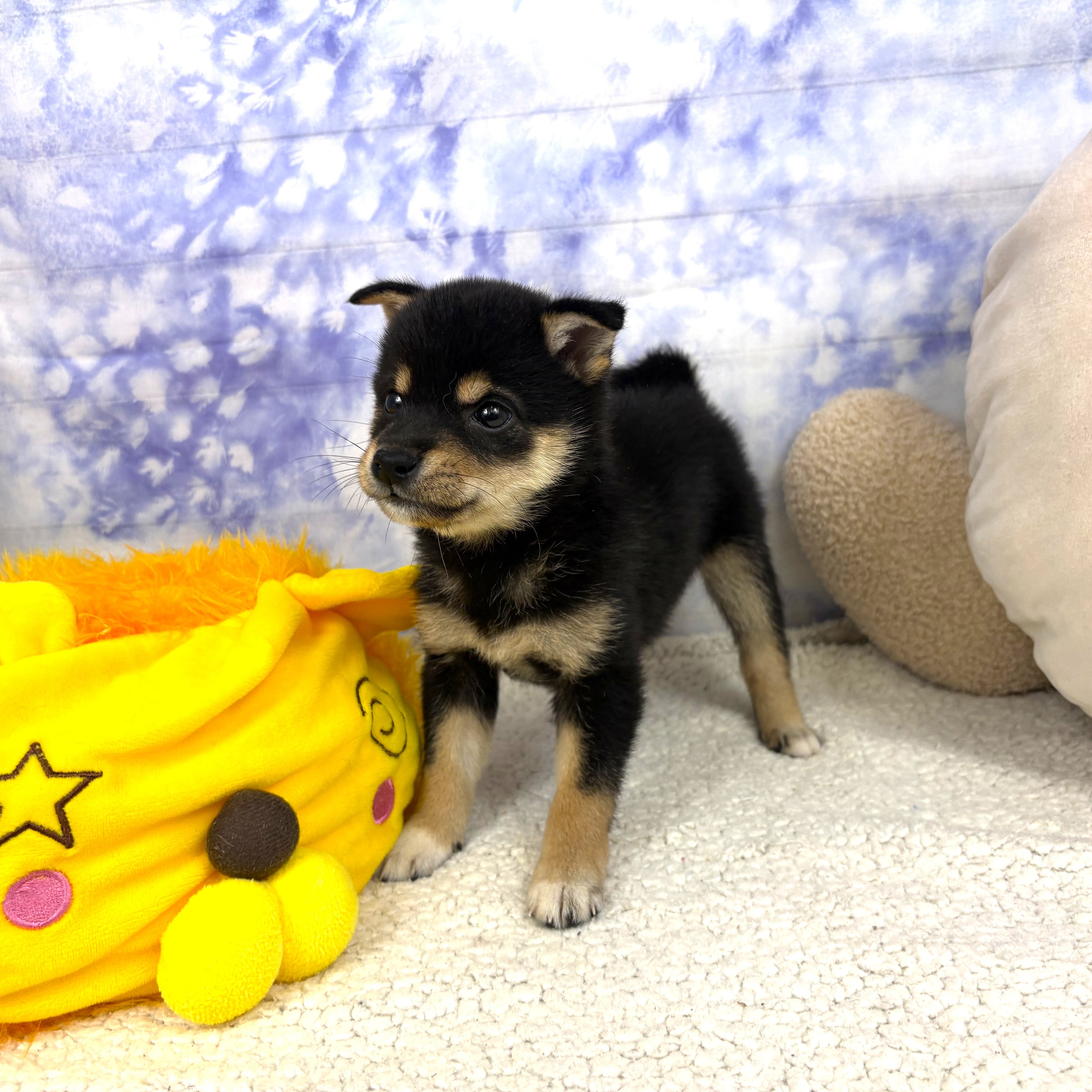 兵庫県の豆柴 (犬の家＆猫の里川西店/2026年4月15日生まれ/女の子/黒)の子犬の3枚目の画像